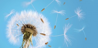 Dandelion seeds blown in the sky Pactes Dutreil : la transmission d’entreprises familiales facilitée par de nouvelles mesures