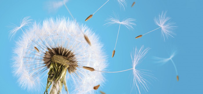Dandelion seeds blown in the sky Droit social : quand la RSE devient source d’obligations et d’opportunités pour l’employeur