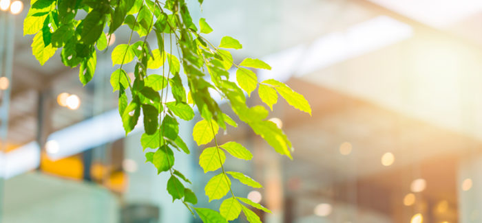 eco building or green office plant tree and garden in city concept.; Shutterstock ID 687203815; ordering_party: CMS CMNO; job_project: Stephen Rixon, Brochure; purchase_order: ; other: Directive sur le reporting de durabilité des sociétés (CSRD), sur la route de la responsabilité sociale des entreprises (RSE)