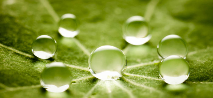Macro 3X of water drops on a green leaf. Tiny depth of field. Directive sur le reporting de durabilité des sociétés (CSRD) : la transposition en droit français se poursuit